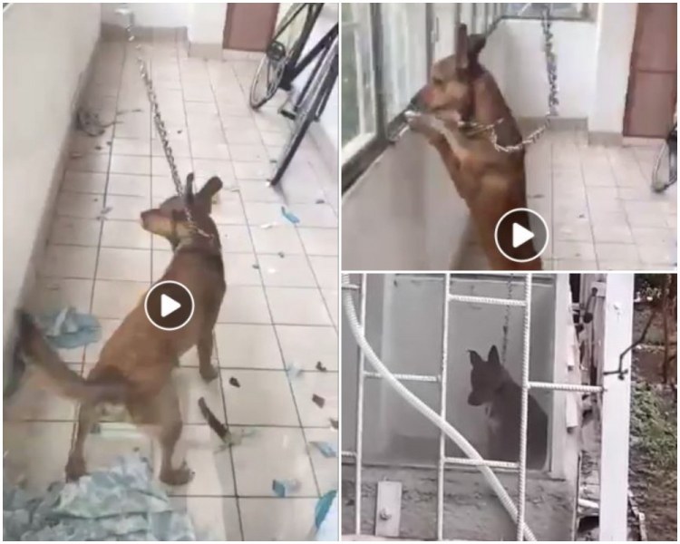 Куче бедства в Пловдив! Не може да легне, вързано е с провесен метален синджир на балкон