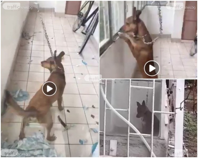 Полиция издири собственика на жестоко завързаното кученце, разпитват го в полицията
