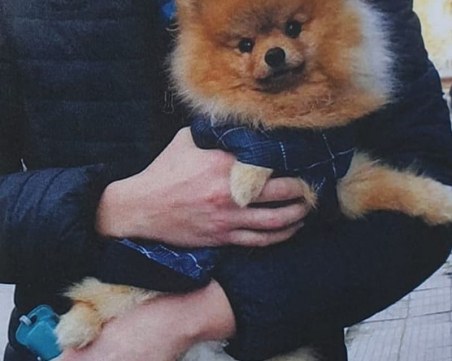 Откраднаха куче в Марково, което има нужда от спешна операция