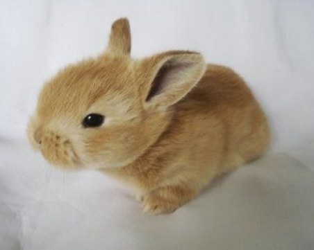 Бум на изхвърлени зайчета у нас! Поредно 