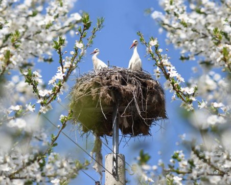 Снимка на щъркелово гнездо в пловдивско село стана хит в мрежата