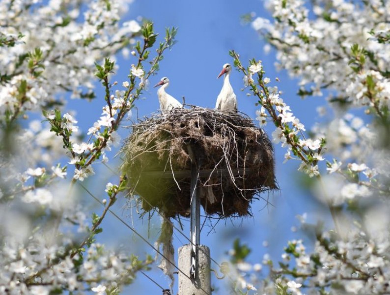 Снимка на щъркелово гнездо в пловдивско село стана хит в мрежата