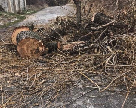 Паднало дърво блокира пътя за Белинташ