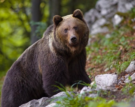 Три нападения от мечки в родопски села