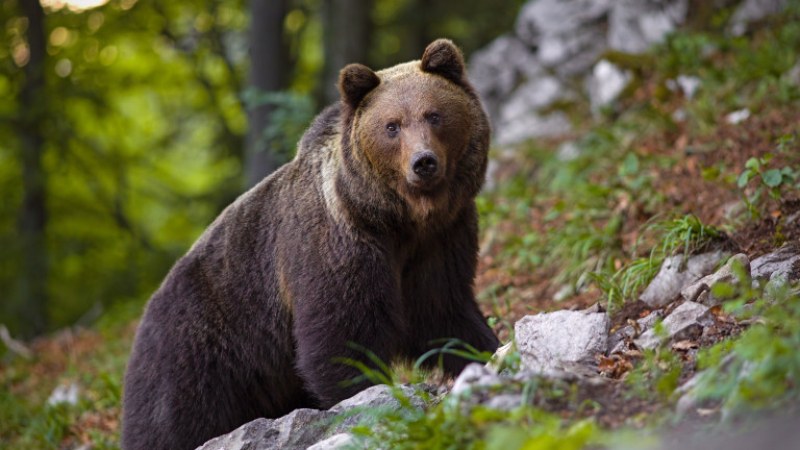Три нападения от мечки в родопски села
