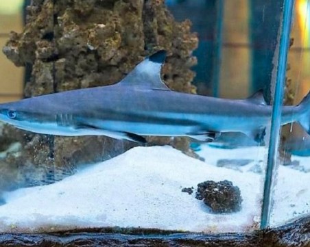 Безплатен вход и зъб на акула в Природонаучния музей за деца до 7 години