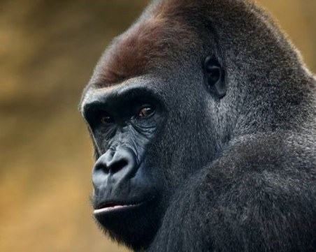 Горили в зоопарка в Прага са с COVID-19