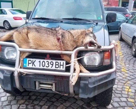 Мъж завърза убито животно на предния капак на колата си и обиколи с него Перник