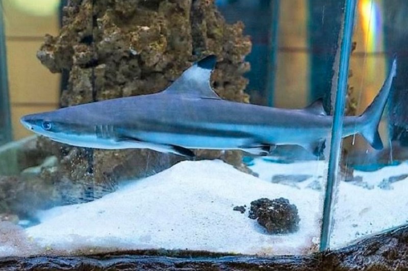 Безплатен вход и зъб на акула в Природонаучния музей за деца до 7 години