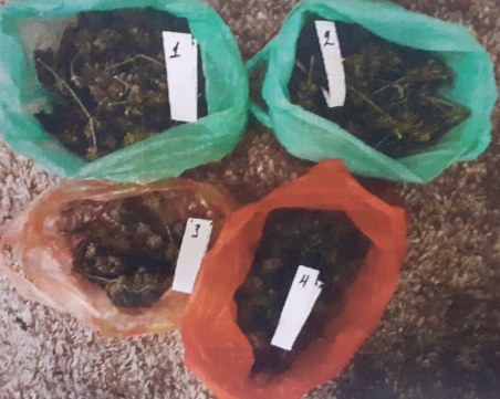 Акция в Асеновград! Разбиха домашна лаборатория за канабис в апартамент