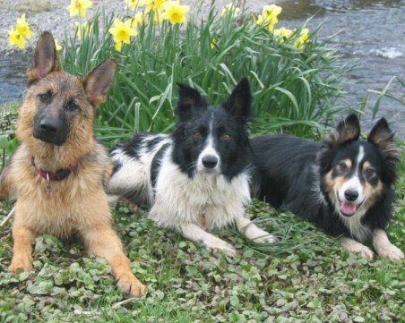 Община Пловдив раздава награди на стопаните,регистрирали кучетата си