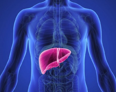Любопитни факти за черния дроб