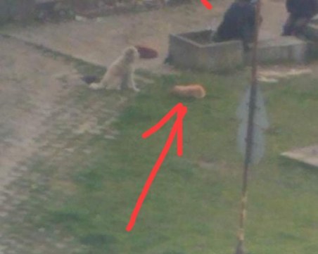 Пребито куче лежи в локва кръв, до него мъже ядат и пият