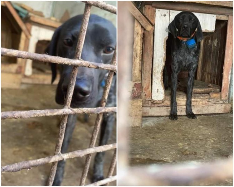 Пловдивчани сигнализираха за бедстващо куче, БАБХ и полицията инспектираха мястото