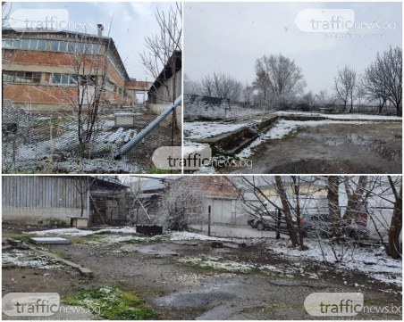 Къде са питбулите от Арената на смъртта в Пловдив?