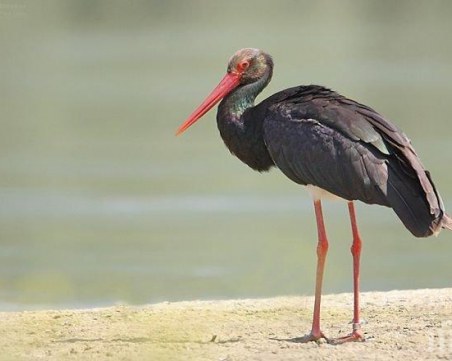Българско семейство спаси черен щъркел от студа