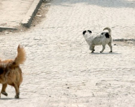 Глутница агресивни кучета скача на хора и животни в Смирненски