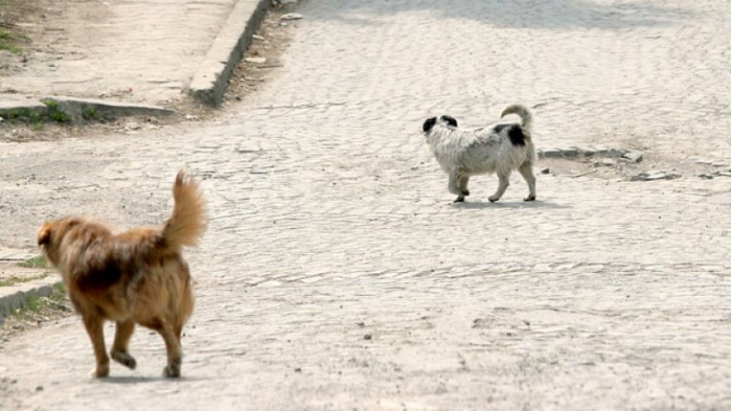 Глутница агресивни кучета скача на хора и животни в Смирненски