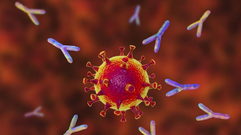 Проучване: Антителата срещу COVID-19 остават за 9-10 месеца в тялото