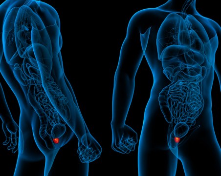 Любопитни факти за простатната жлеза