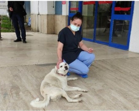 Предано куче чака цели 14 дни стопанина си пред болница