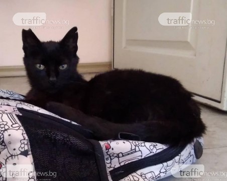 Маца се загуби в Кършияка, виждали ли сте я?