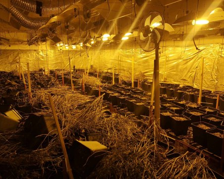 Пловдивски криминалисти разбиха две лаборатории за марихуана