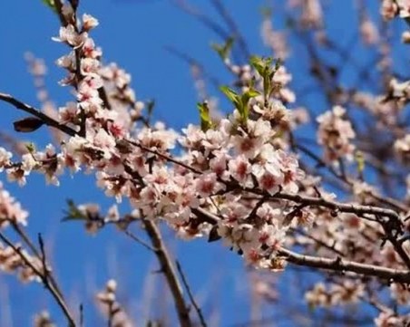 Пролетта продължава да набира сила – слънце и топло време ни очаква в Пловдив