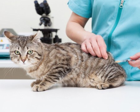 В Русия регистрираха първата ваксина срещу COVID-19 за животни