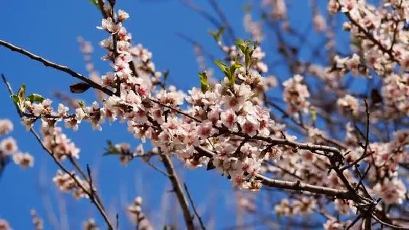 Пролетта продължава да набира сила – слънце и топло време ни очаква в Пловдив