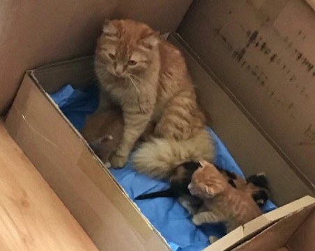 Бездомната котка изненадва медици, завела болните си котенца на преглед