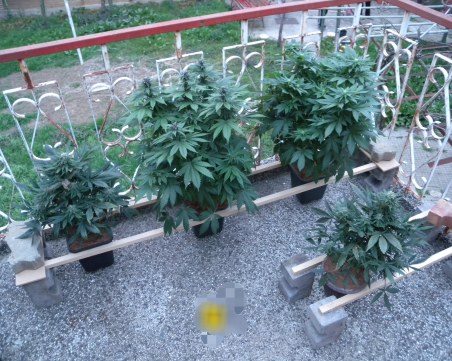 Криминалисти разкриха миниоранжерия, изградена в къща