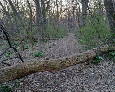 Разчистиха алеите около Гребната база от паднали дървета