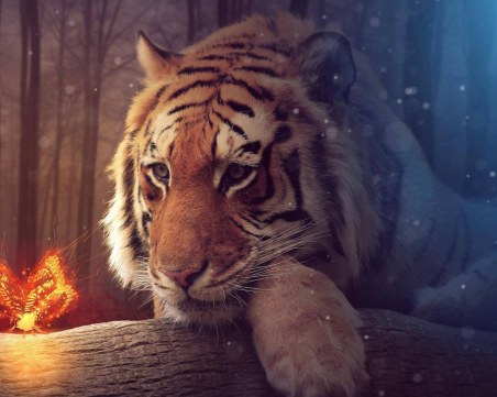 Скритите послания: Вижте кой е вашият тотем според датата на раждане ЧАСТ 2