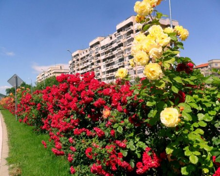 Хиляди нови рози украсиха пловдивските булеварди