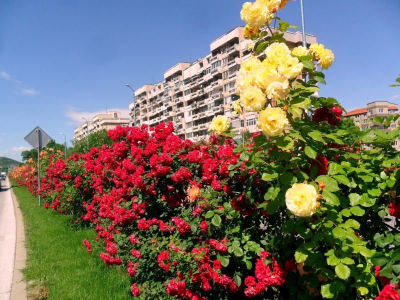 Хиляди нови рози украсиха пловдивските булеварди