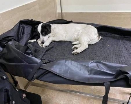 Пловдивчани спасиха четиринога красавица, захвърлена в дере! Животното се нуждае от скъпо лечение