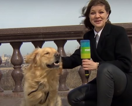 Куче открадна микрофона на журналистка по време на живо излъчване