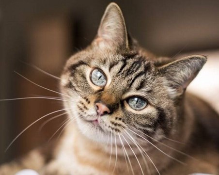 Любопитни факти за котката: тя 