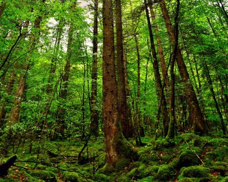 Само за 2020г.: Унищожаването на амазонските гори се увеличи със 17%