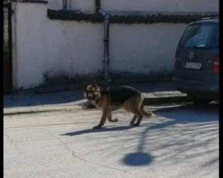 Арес се загуби в Кючука, виждали ли сте го?