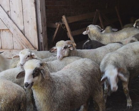 Мегаделото за далавера с 1200 агнета край Пловдив завърши и в Апелативен съд