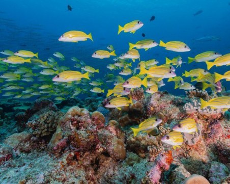 Океанския шум: Проучване измерва 