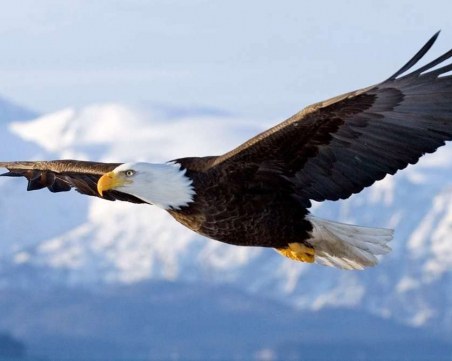 Скритите послания: Вижте кой е вашият тотем според датата на раждане ЧАСТ 3