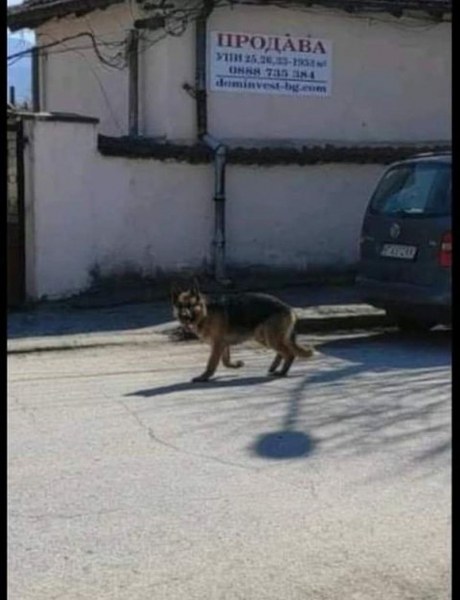 Арес се загуби в Кючука, виждали ли сте го?