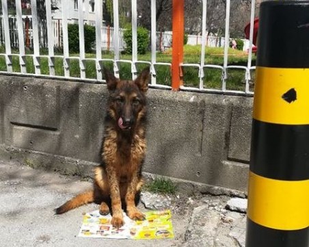 Немска овчарка на няколко месеца се лута из Кючука *ОБНОВЕНА