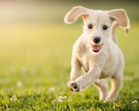 Любопитни факти за кучето: Стомахът на малките породи е голям колкото орех