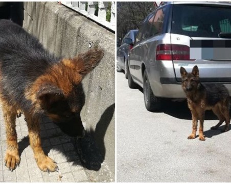 Малката немска овчарка от Кючука вече е приютена