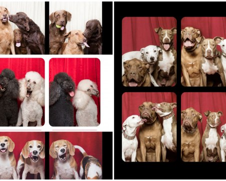 Какво се случва, когато събереш няколко четириноги и никой не гледа - вижте!