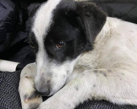 Криси, която бе захвърлена в дере, е спасена! Събраха сумата за лечението ѝ